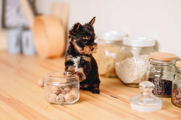 Playful Little Yorkshire Terrier Puppy is Sitting on Kitchen Table with his Paws Resting on Glass Jar. Bank with Walnuts.