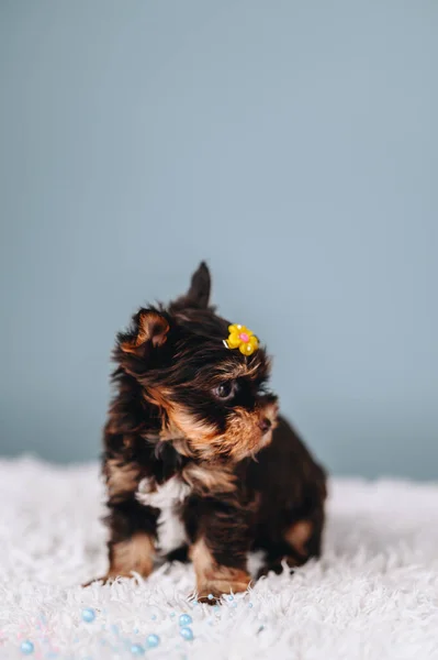 Κάθετη Πορτρέτο Του Yorkshire Terrier Κίτρινο Λουλούδι Φουρκέτα Στο Κεφάλι — Φωτογραφία Αρχείου