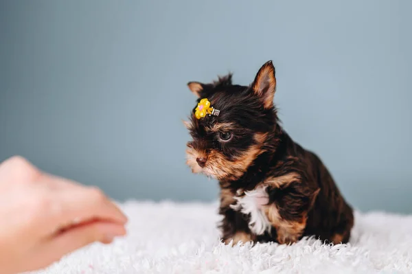 Yorkshire Terrier Yellow Hairpin His Head Watching Human Hand Blue — Fotografia de Stock