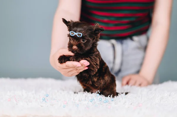 Chocolate Yorkshire Terrier Male Hairpin His Head Hairpin Form Blue — Fotografia de Stock