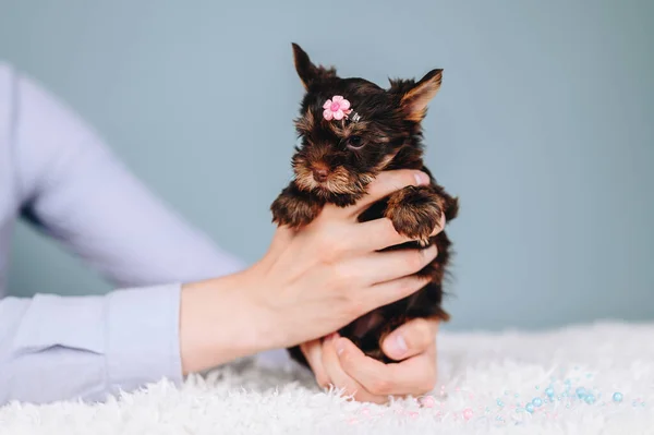 Chocolate Yorkshire Terrier Female Pink Headband Hairstyle Dogs Care Education — Fotografia de Stock