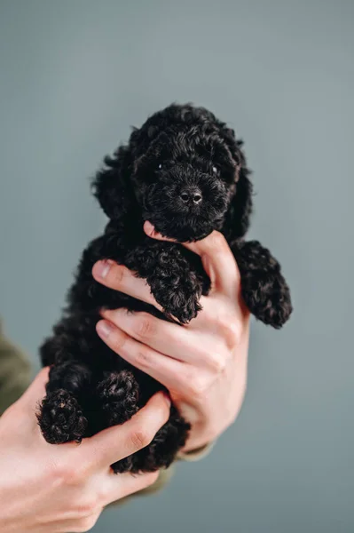Black Toy Poodle Puppy Hands Blue Background Puppy Looks Camera — Fotografia de Stock