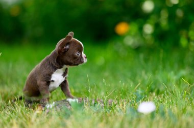 Pürüzsüz saçlı chihuahua yavrusu, Kahverengi ve Beyaz. Küçük Evcil Köpek Çimenlerde Oturuyor ve Görünüşü Görüntü Görüntü Görüntü Görüntü Görüntü Bulanık Doğal Arka plan. Ev Sevilen