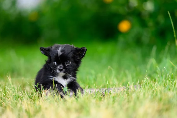 Black Young Fluffy Chihuahua Puppy Frightened Looks Natural Green Background — ストック写真
