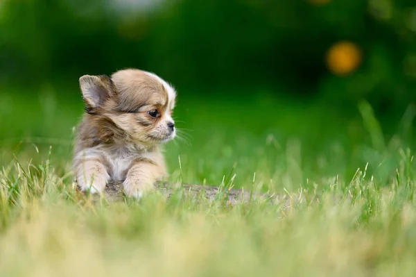 Fluffy Light Chihuahua Puppy Lies Log Green Grass Looks Side — Zdjęcie stockowe