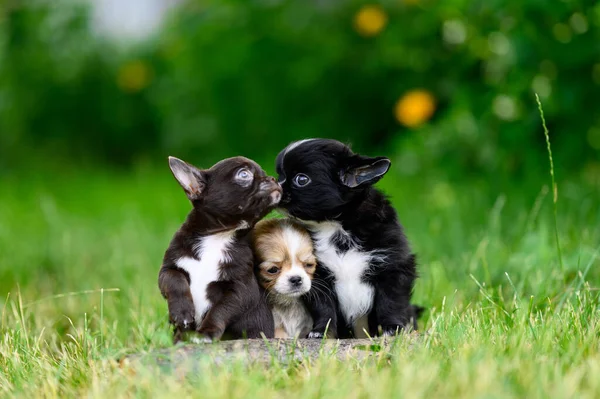 Puppy Lies Chihuahua Puppies Kissing Green Grass Blurred Background Summer —  Fotos de Stock