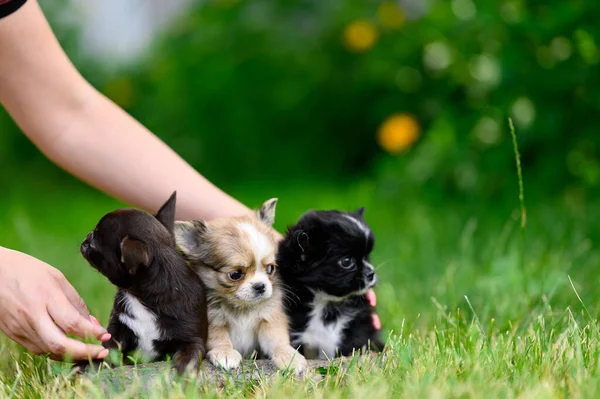 Frauenhände Pflanzen Chihuahua Welpen Garten Auf Gras Unscharfe Natürliche Back — Stockfoto