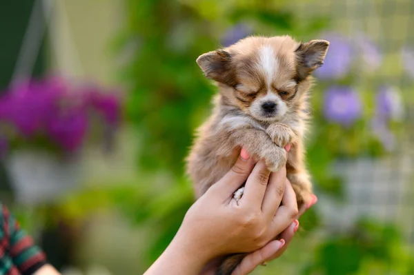 Chihuahua Puppy Closed Eyes His Hands Natural Green Background Small — Φωτογραφία Αρχείου