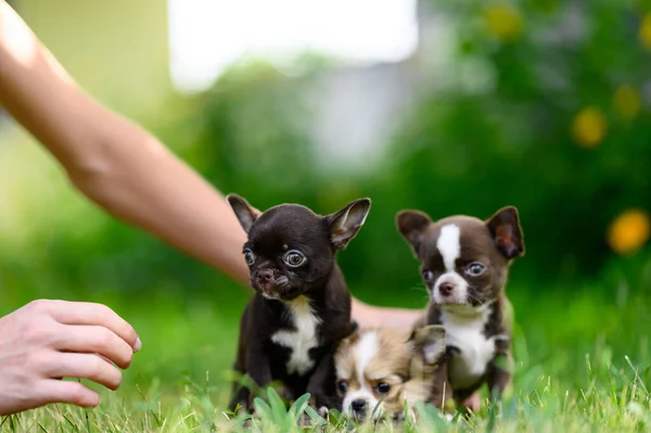 Hands Plant Puppies Grass Three Chihuahua Puppies Sit Together Grass — Φωτογραφία Αρχείου