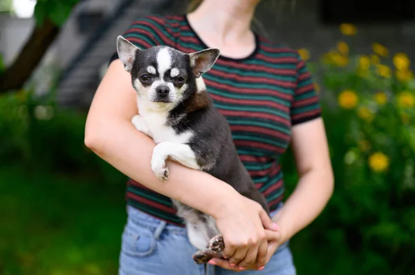 Woman Holds White Black Adult Chihuahua Puppy Her Arms Garden — 图库照片