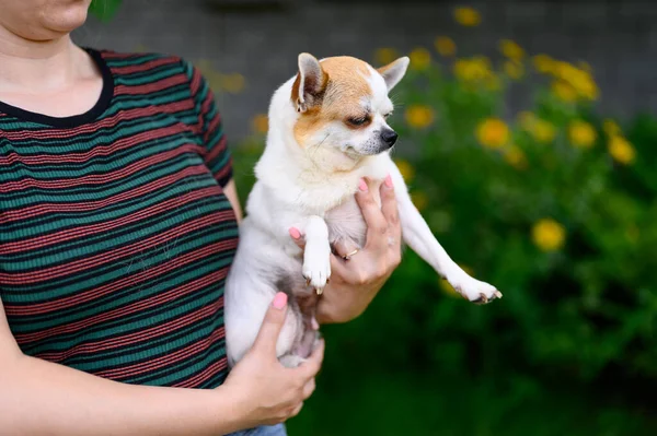 Girl Holds White Red Chihuahua Puppy Her Hands Garden Smooth — Φωτογραφία Αρχείου