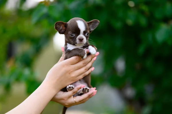 Smooth Haired Chihuahua Puppy Brown White Small Domestic Dog Blurred — Φωτογραφία Αρχείου