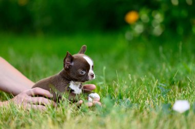 Kahverengi Chihuahua Puppy Sideways on Green Grass. Küçük Köpek Kucağı. Bulanık Doğal Arkaplan