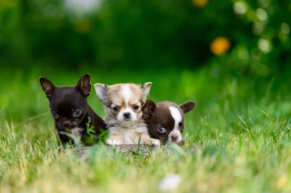 Üç renkli köpek yavrusu Defocus 'ta Doğanın Arkaplanına Karşı Oturuyor. Üzgün Yavrular. Boşluğu Kopyala.