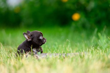 Şirin Kahverengi Chihuahua Puppy, Grass 'ta Bahçedeki Bulanık Arkaplan' da oturuyor. Evcil Minyatür Köpek Yana ve Yukarı Bakar.