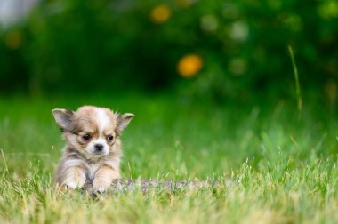 Cute Fluffy Chihuahua Puppy Lies on Grass with its Paws Forward and Looks Away with Sad Eyes. Natural Blurred Green Background.