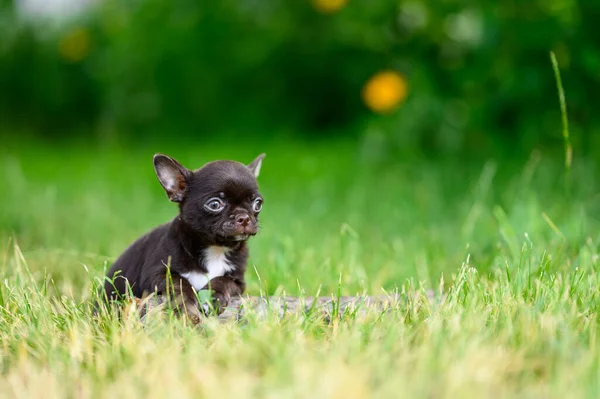 Cute Brown Chihuahua Puppy Lies Grass Natural Blurred Background Garden — ストック写真