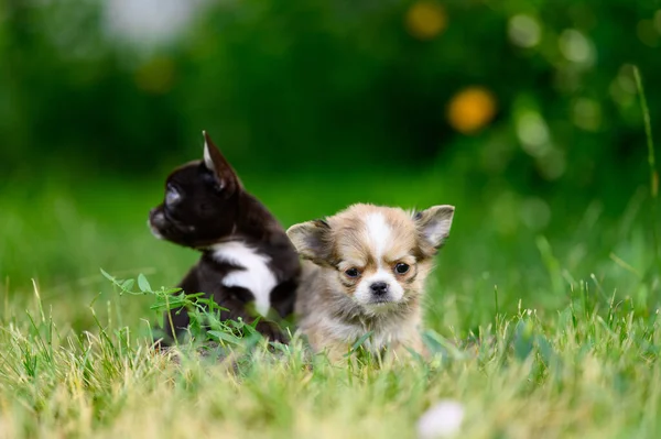 Chihuahua Puppies Sit Grass Look Different Directions Pets Walking Garden — Φωτογραφία Αρχείου