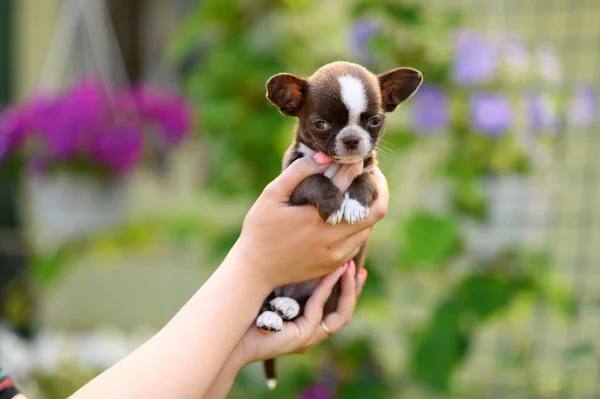 Small Smooth Haired Brown Chihuahua Puppy Hands Natural Blurred Background — Φωτογραφία Αρχείου