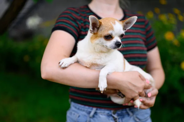 An Adult White Chihuahua Puppy Sits in Hands of Hostess in Striped T-shirt. Pet Curiously Looks Down with Pricked Ears
