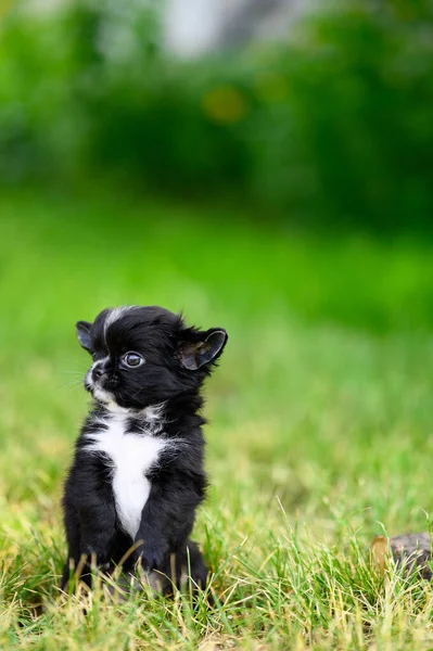 Vertical Portrait Black Chihuahua Puppy Puppy Stands Its Hind Legs — Φωτογραφία Αρχείου