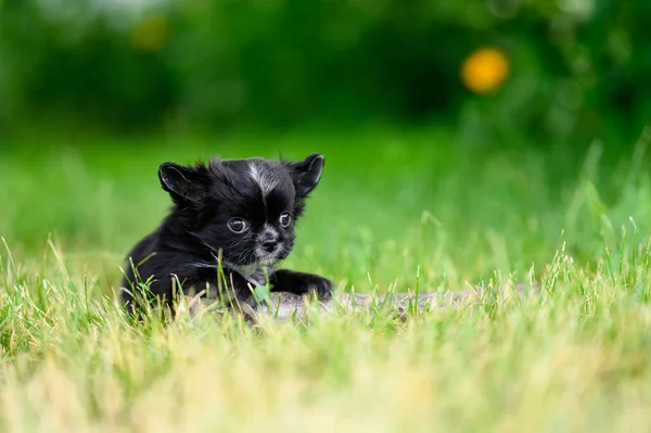 Black Long Haired Chihuahua Puppy Natural Background Green Grass Summer — Φωτογραφία Αρχείου