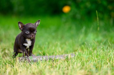 Şirin Kısa Saçlı Chihuahua Yavru Köpek Çimenler ve Uzaklara Bakar. Metin için boş alan. Evcil hayvanını dışarı çıkar..