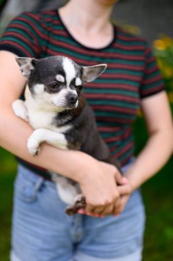 Yetişkin, ciddi bir Chihuahua ev sahibesinin eline oturur. Yaz Bahçesi 'nde açık hava köpeği.