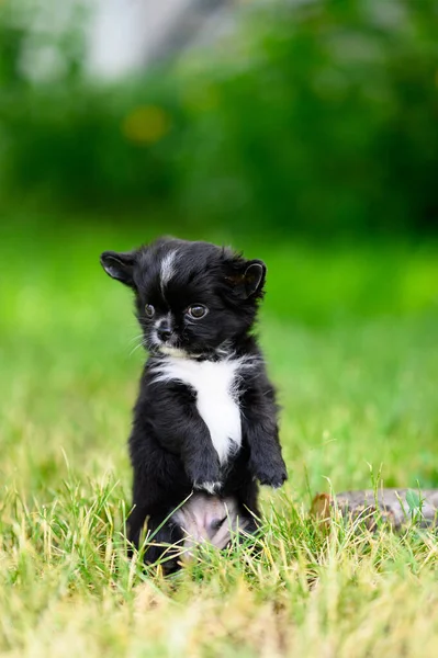 Niedlicher Langhaariger Chihuahua Welpe Steht Auf Seinen Hinterbeinen Gras Großaufnahme — Stockfoto
