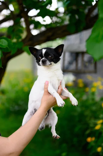 Large Portrait Adult Chihuahua Puppy Lies Arms Mistress Her Paws — 图库照片