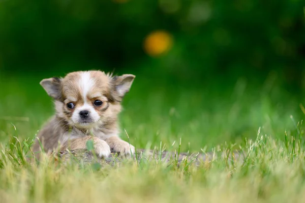 Cute Light Long Haired Chihuahua Puppy Lies Grass Its Paws — Φωτογραφία Αρχείου