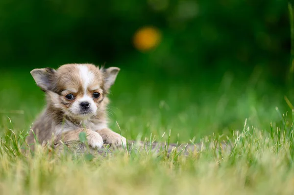 Long Haired Chihuahua Puppy Lies Grass Its Paws Forward Looks — Φωτογραφία Αρχείου
