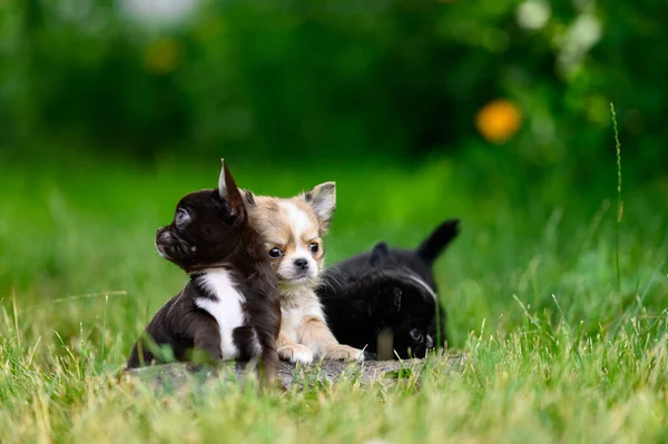 Cute Chihuahua Dog Breed Green Background Pet Puppies Lie Grass — ストック写真