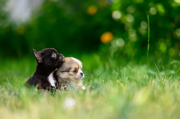 Portrait Chihuahua Puppies Looking Sideways Green Grass Garden Black White — Φωτογραφία Αρχείου