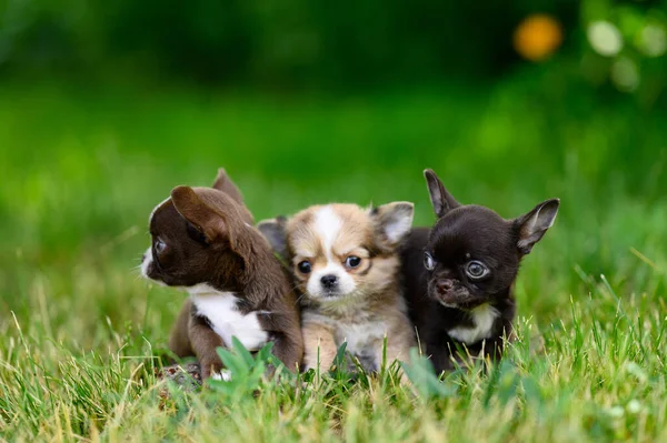 Three Small Chihuahua Dogs Sit Grass Different Colors Look Curiously — ストック写真