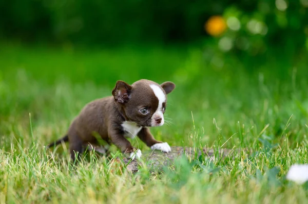 Brown White Chihuahua Puppy Sits Grass Looks Away Natural Green — ストック写真