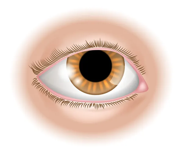 Eye body part illustration — Stock Vector