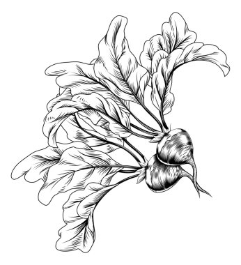 retro Vintage gravür turp veya pancar