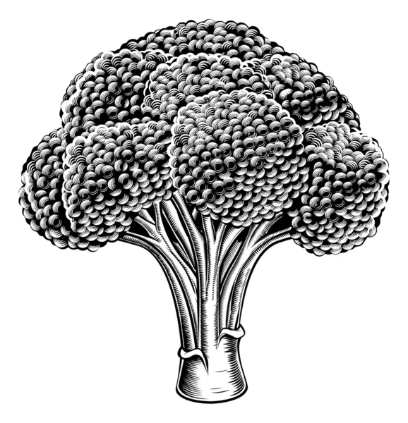 Vintage retro houtsnede broccoli — Stockvector