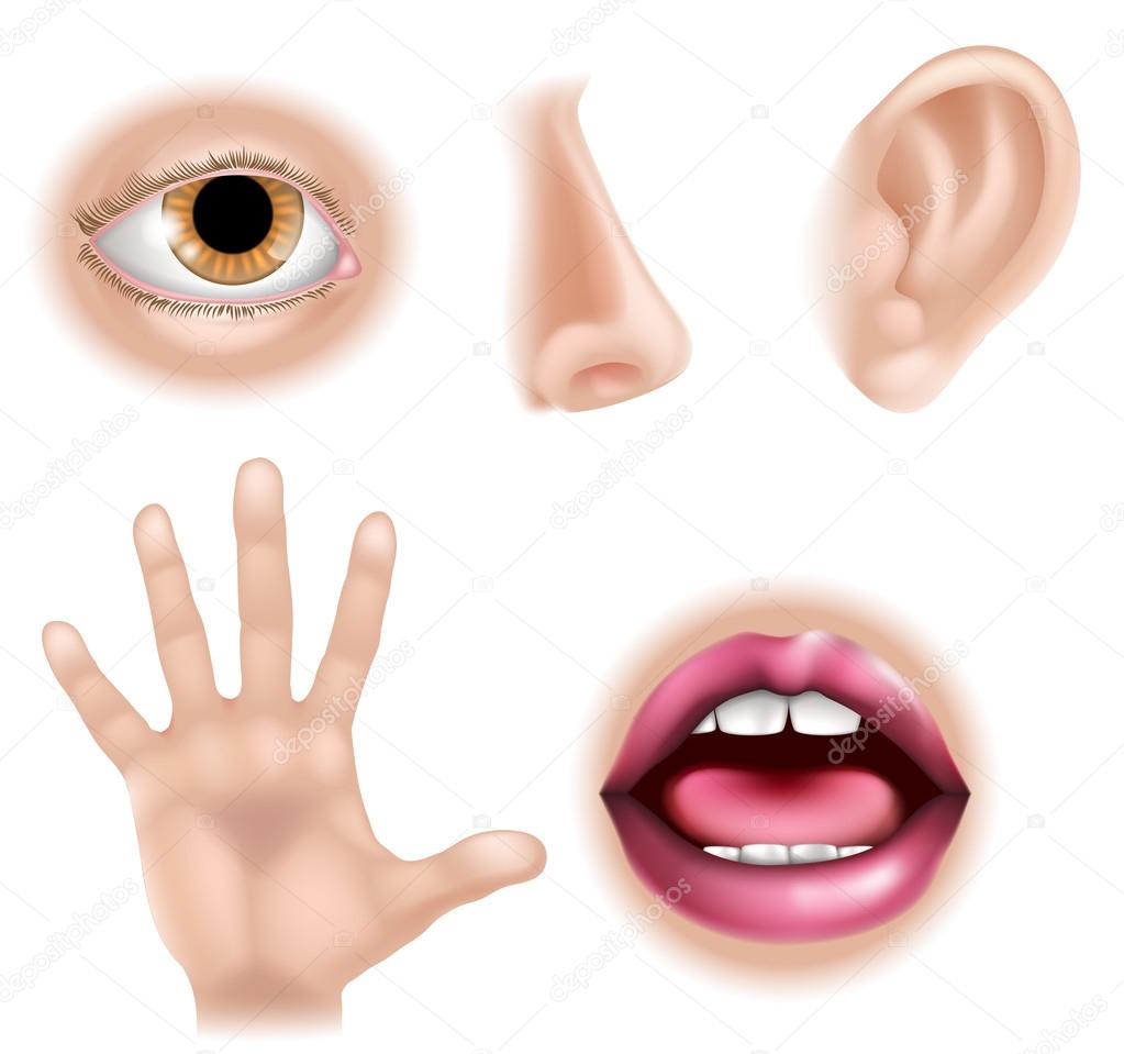 Five Senses Body Parts