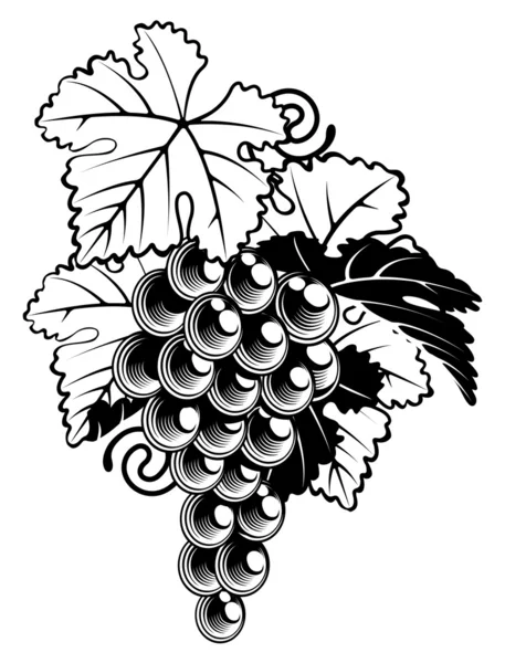 Виноград на винограднике — стоковый вектор