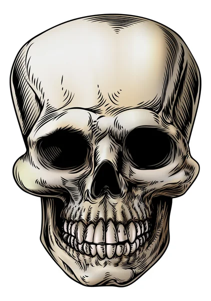 Menselijke schedel afbeelding — Stockvector