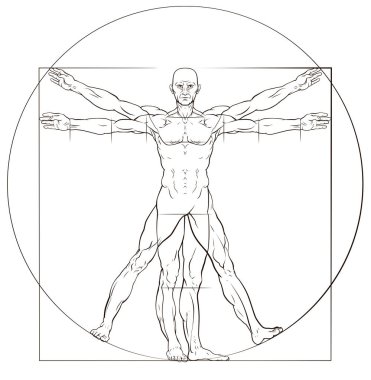 A human figure like Leonard Da Vinci s Vitruvian man anatomy illustration clipart