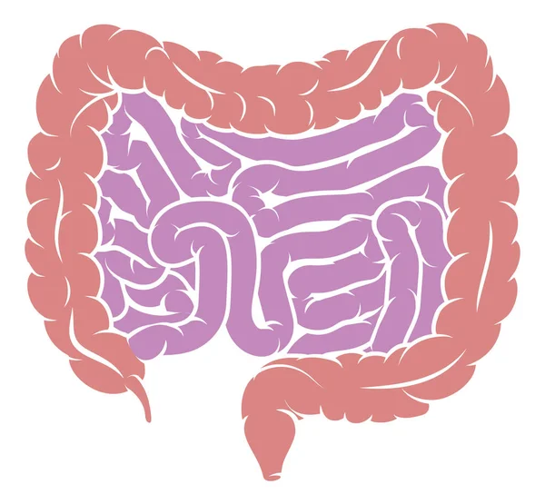 Diagrama Digestivo Humano Intestino Intestino Intestino Intestino Intestino Anatomía Gastrointestinal — Vector de stock