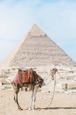 Dromedary bir piramidin önünde kumun üzerinde duruyordu. Mısır, Kahire - Giza
