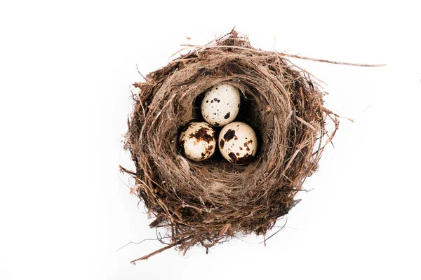 Draufsicht Der Eier Vogelnest Isoliert Auf Weißem Hintergrund Hochwertiges Foto — Stockfoto
