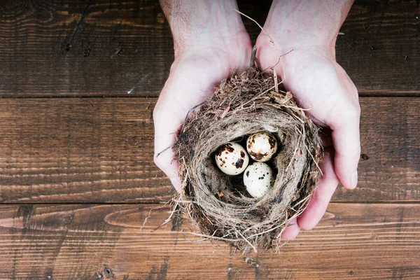 Top View Man Hands Holding Bird Nest Wooden Background High — Stock Photo, Image