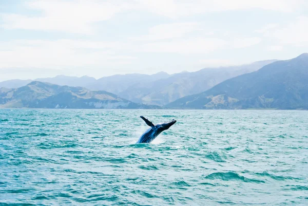 Rorqual à bosse massif sautant hors de l'eau — Photo