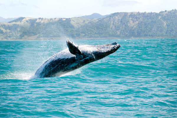 Ballena jorobada saltando del agua — Foto de Stock
