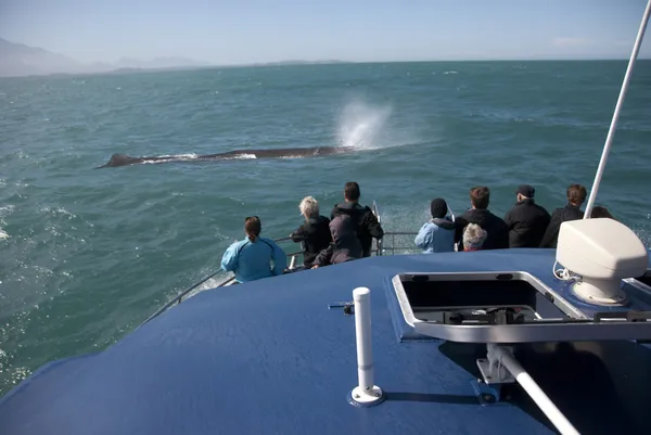 Spermwhale soprando criando spume enquanto soprando ar para fora — Fotografia de Stock